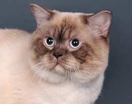 Дымчатый колор-пойнт окрас британских кошек: фото, стандарт. Фото дымчатых колор-пойнтов кошек, котят. Дымчатый пойнт британцы: стандарт окраса. Колор-пойнт дым британская кошка. Колор-пойнт дымный британская кошка.  